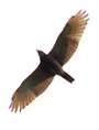 Rufous-winged Buzzard