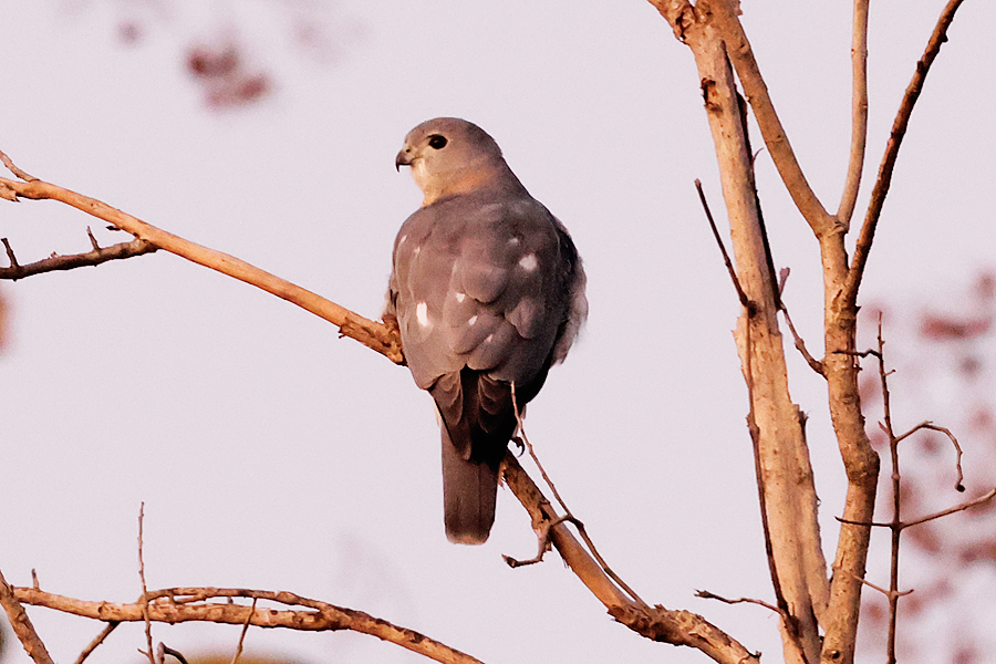 Shikra