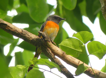 Small Minivet