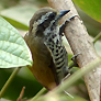 Speckled Piculet