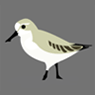 Spoon-billed Sandpiper Tee Shirt