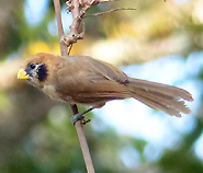 Spot-breasted Parrotbill