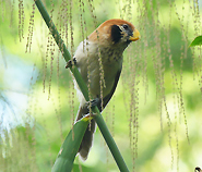 Spot-breasted Parrotbill