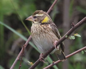 Streaked Weaver