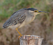 Striated Heron