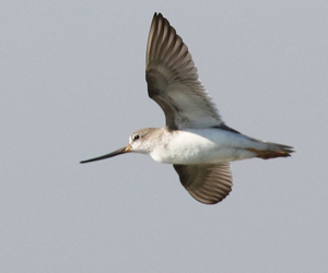 Broad-billed Sandpiper
