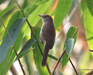 Thick-billed Warbler