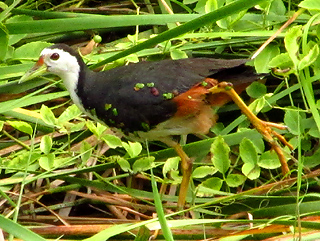 White-breasted Waterhen