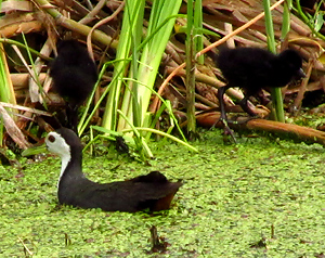 White-breasted Waterhen