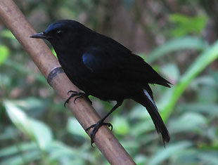 White-tailed Robin