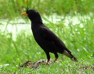 White-vented Myna