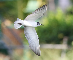 White-winged Tern