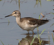 Wood Sandpiper
