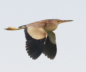 Yellow Bittern
